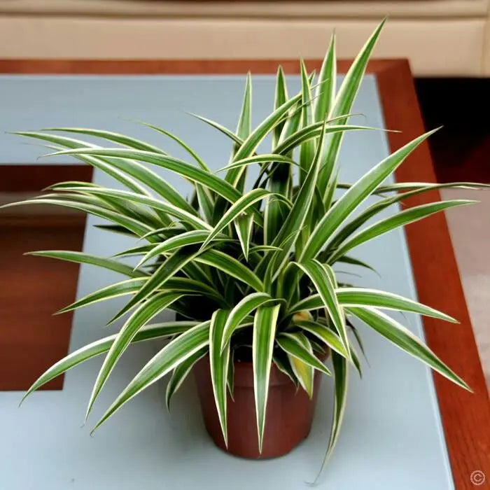 Chlorophytum Plant - AWOLUS