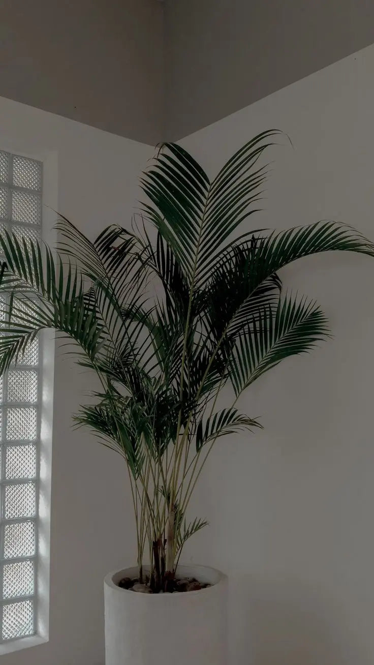 Palm Tree - AWOLUS