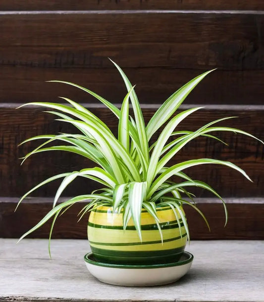 Chlorophytum Plant - AWOLUS