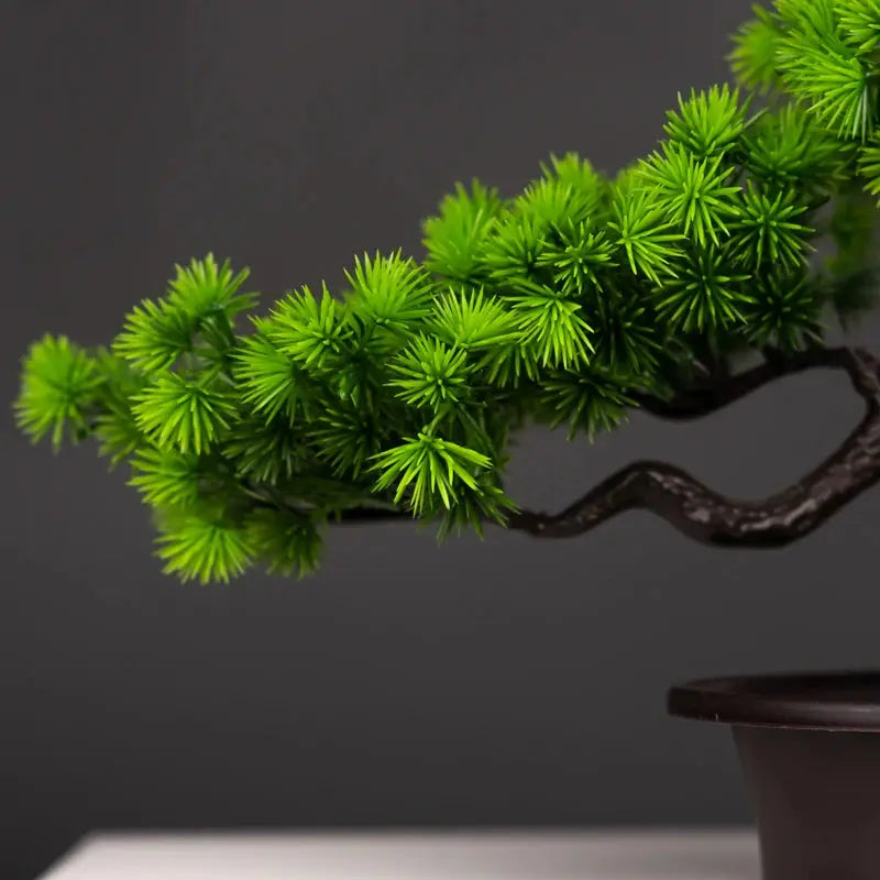 Bonsai Tree - AWOLUS