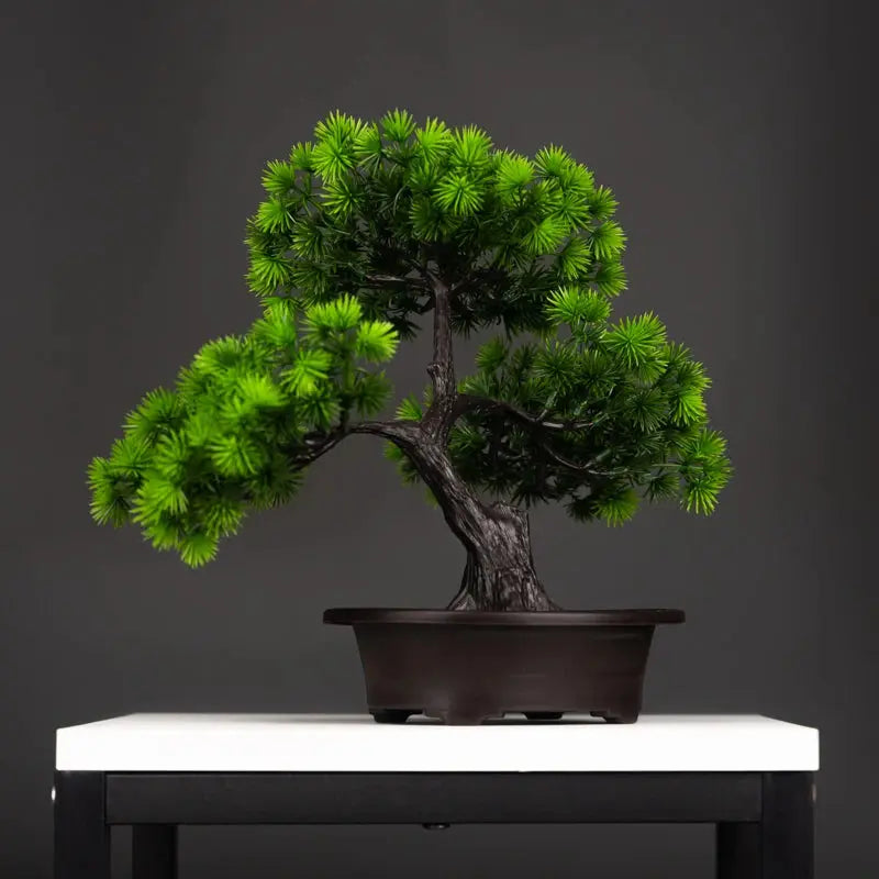 Bonsai Tree - AWOLUS