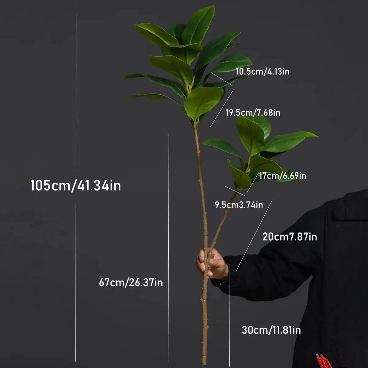 Magnolia Tree - AWOLUS