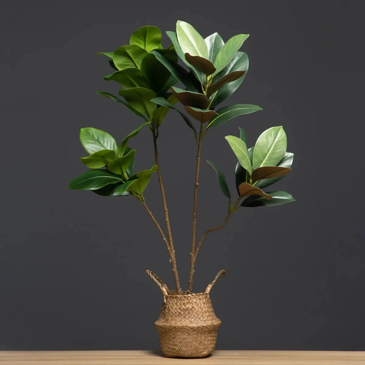 Magnolia Tree - AWOLUS