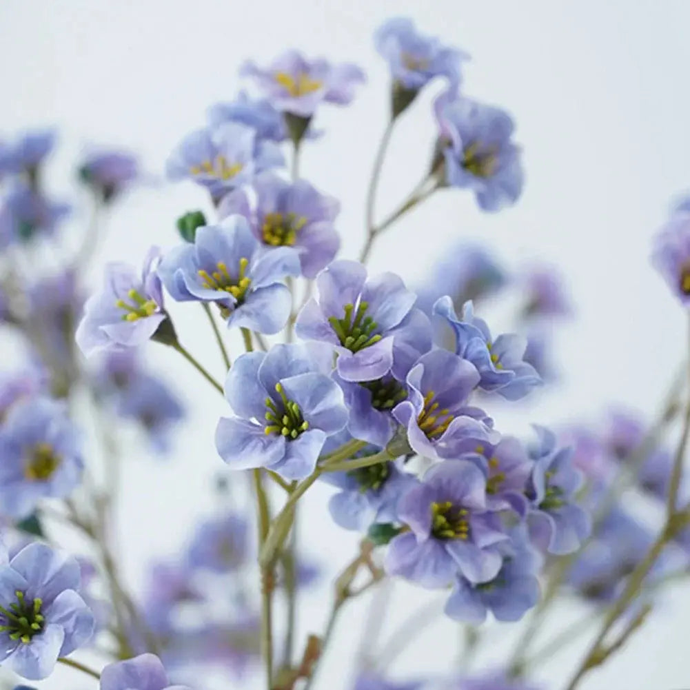 Cornflowers - AWOLUS