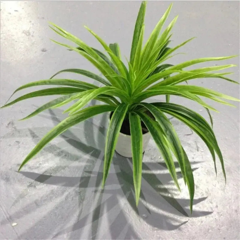 Chlorophytum Plant - AWOLUS