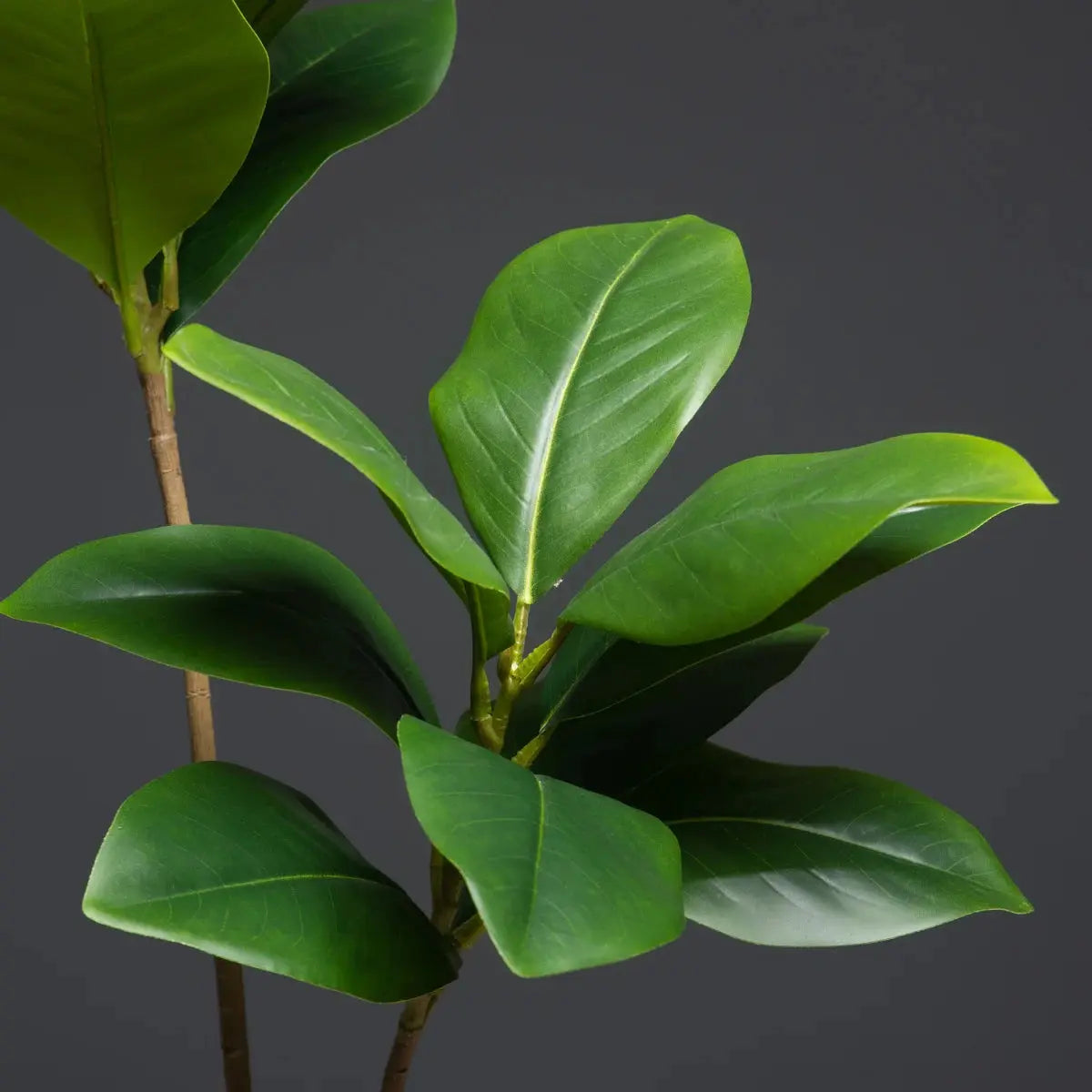 Magnolia Tree - AWOLUS