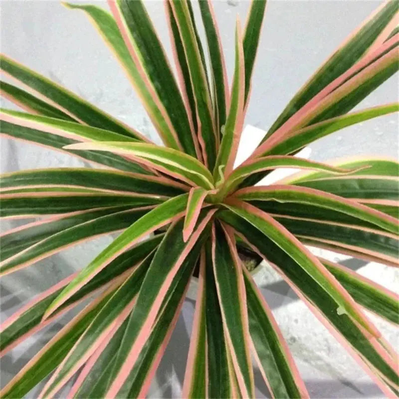 Chlorophytum Plant - AWOLUS