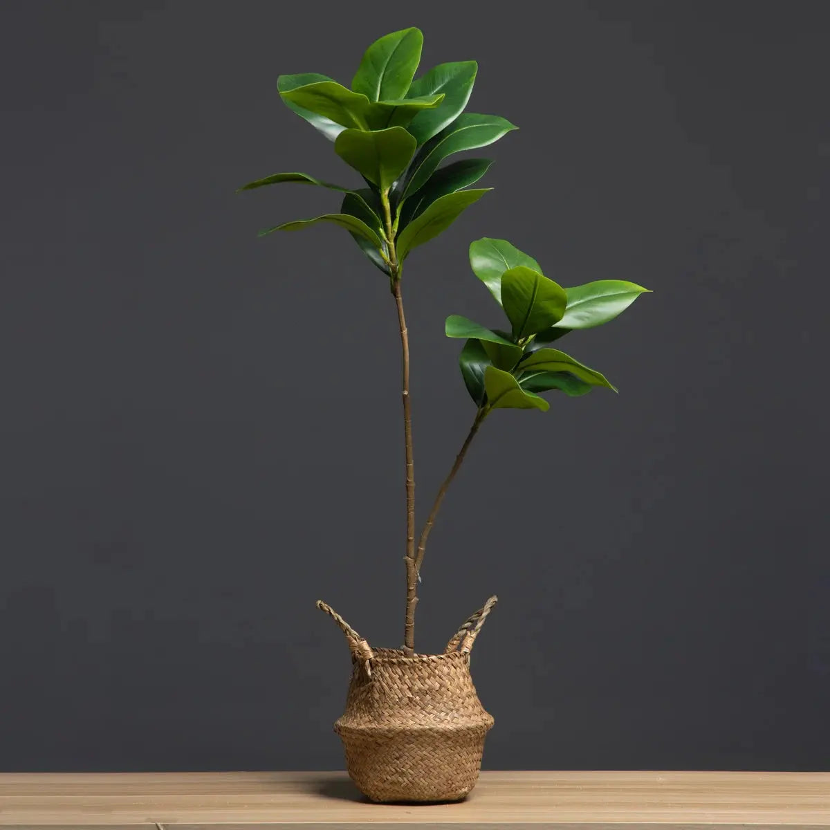 Magnolia Tree - AWOLUS