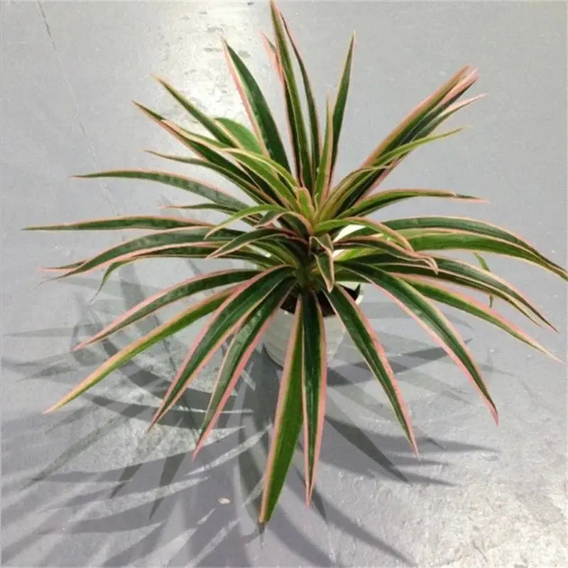 Chlorophytum Plant - AWOLUS