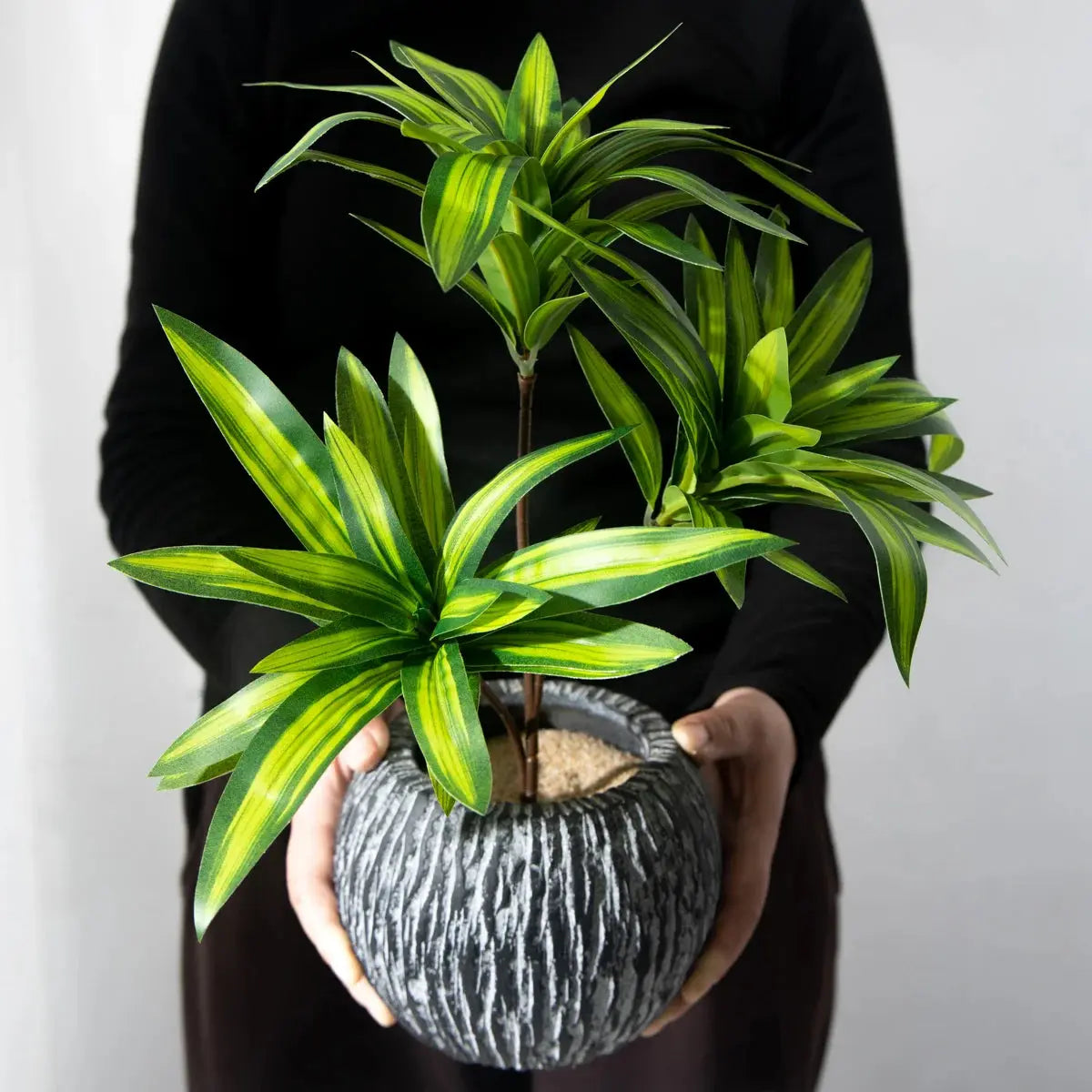 Palm Tree - AWOLUS