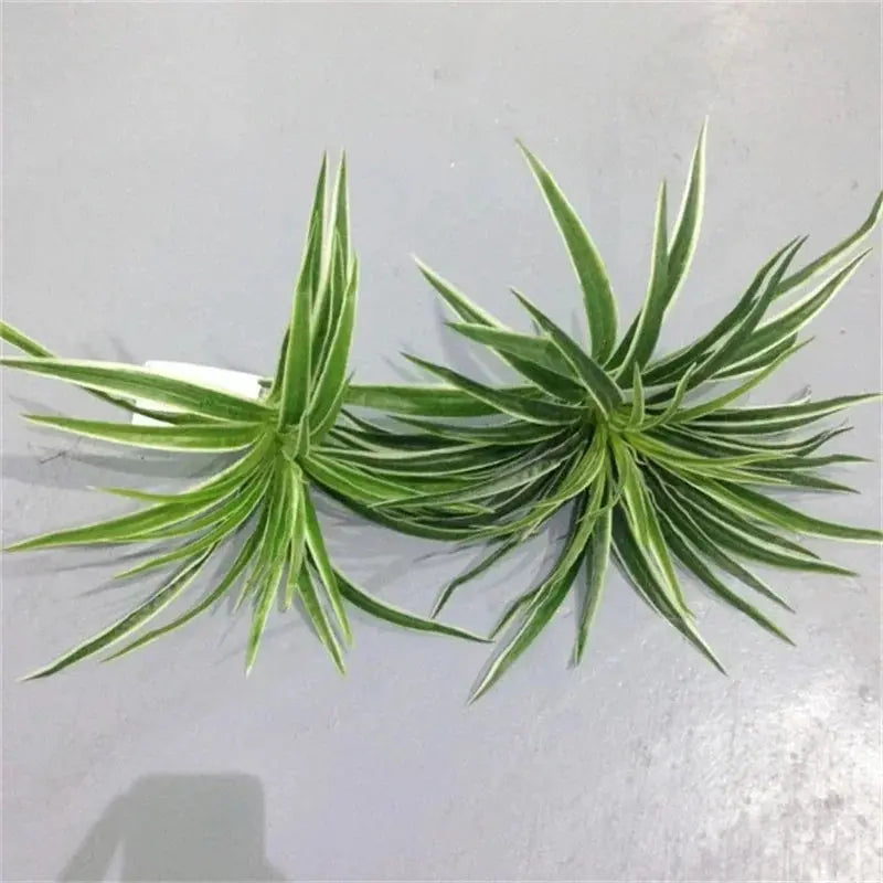 Chlorophytum Plant - AWOLUS