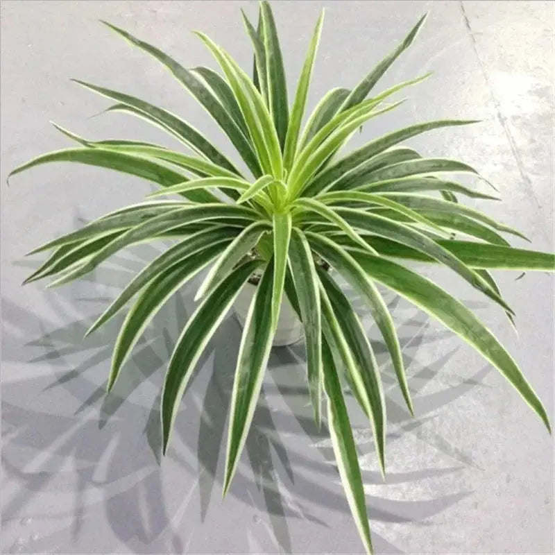 Chlorophytum Plant - AWOLUS