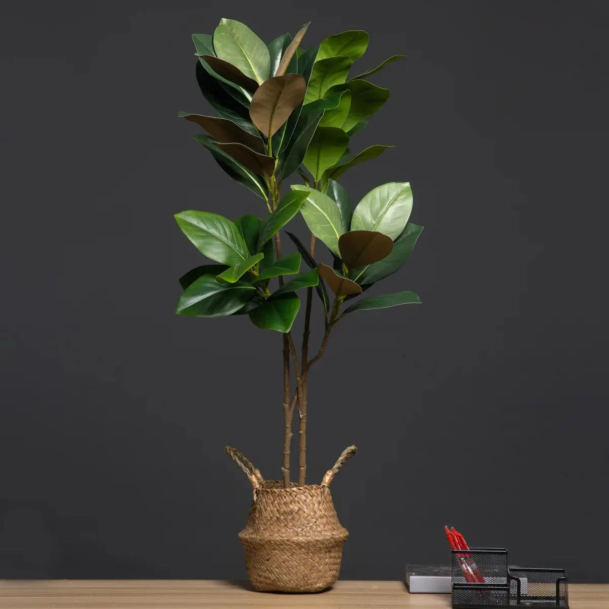 Magnolia Tree - AWOLUS