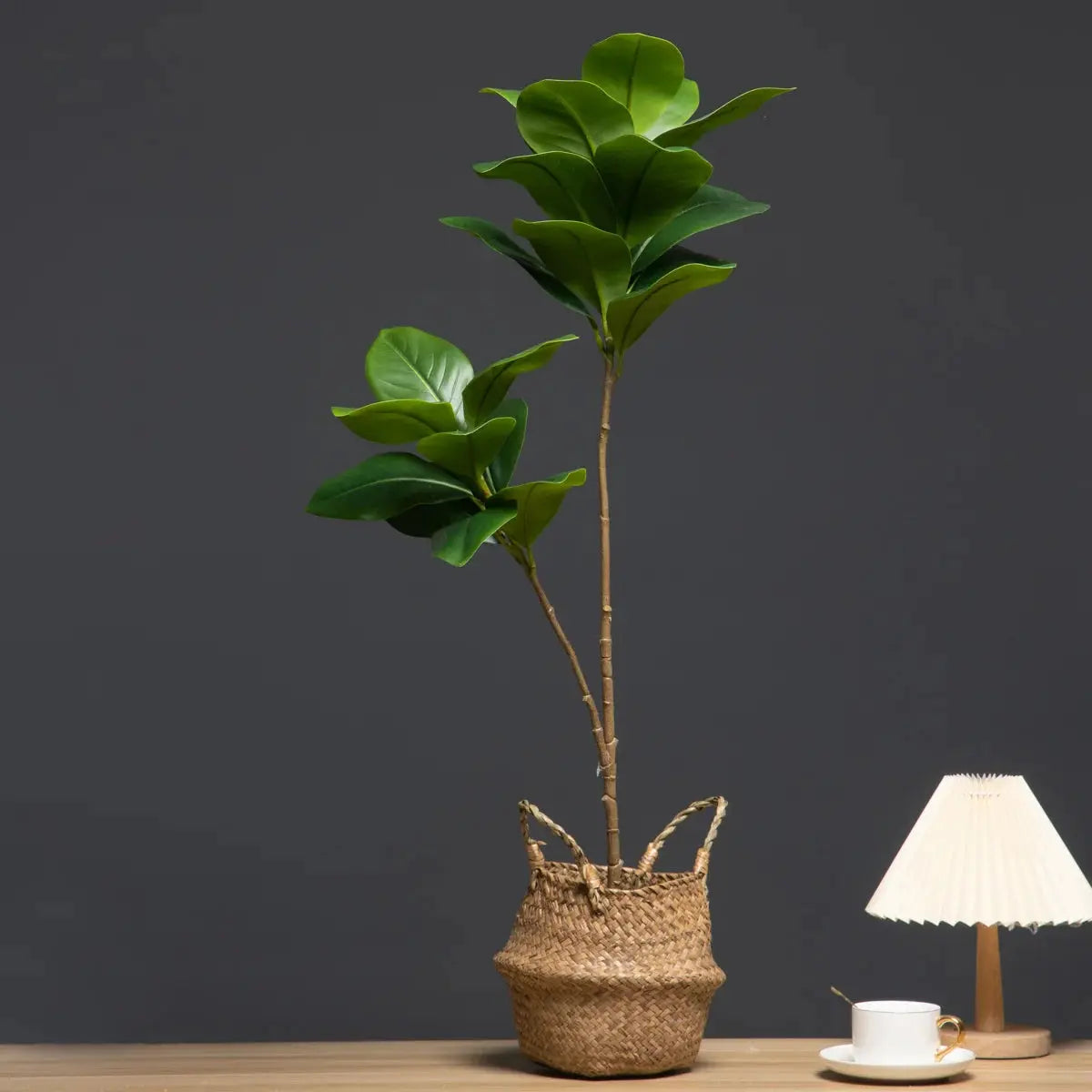 Magnolia Tree - AWOLUS
